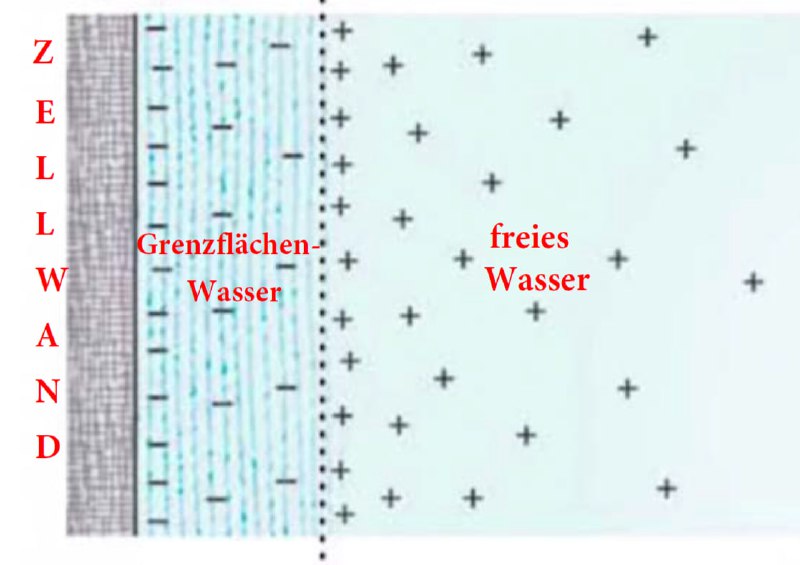 "Totes" Wasser, leere Zellen? "Lebendige" Energie beginnt mit "lebendigem" …